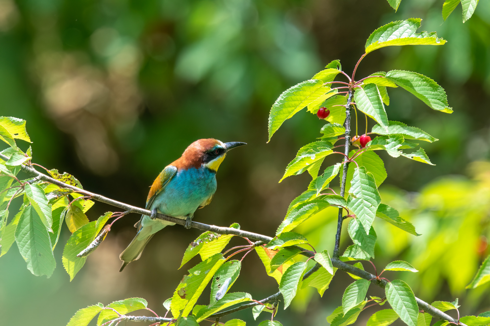 Vlhy pestré - Morava 2024